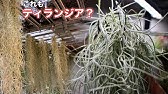 チランジア ウスネオイデス エアープランツ ガーデニング雑貨 Youtube チランジア ウスネオイデス エアープランツ ガーデニング雑貨 Youtube