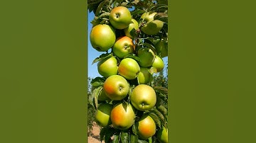 How to grow Apple tree🍎 Propagation apple tree by air layering #gardening