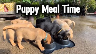Milk Time on the Patio | Ellen & Her Hungry Pups 🐾☀️