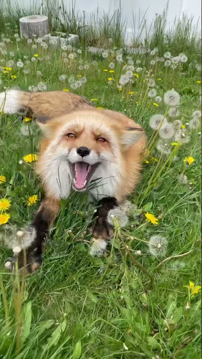 Happy fox