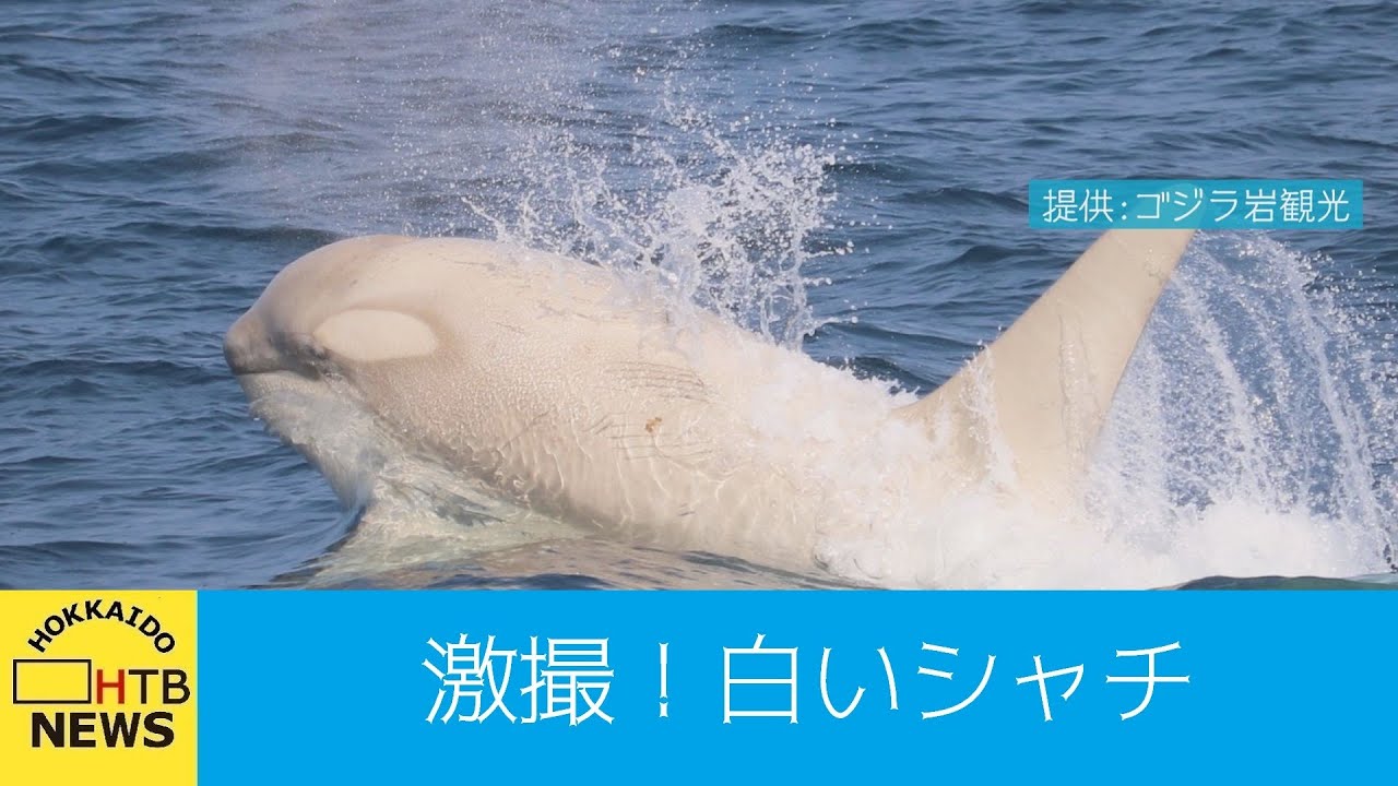 「白いシャチ」を激撮！北海道・知床の海で - YouTube