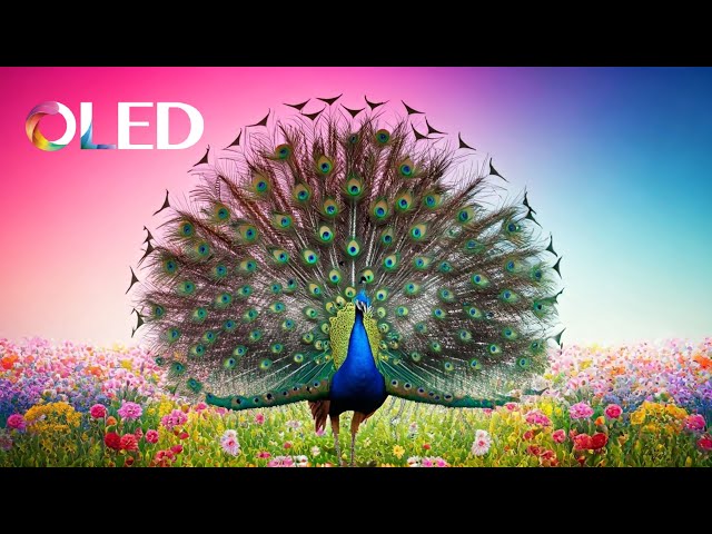 sddefault.jpg