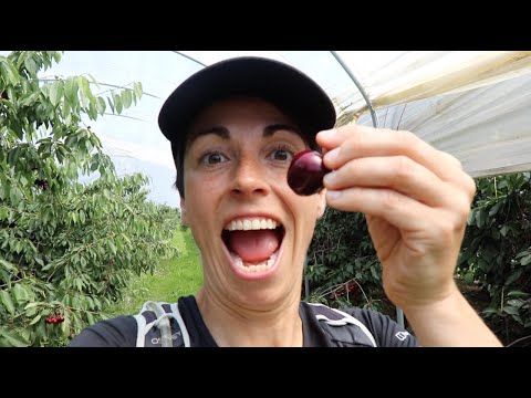 Tasting the BEST cherries in England! // Mount Ephraim Gardens and Cherry Farm