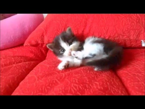 О том, как взрослеют котята. Персик _^.^_ How kittens grow up. Persik