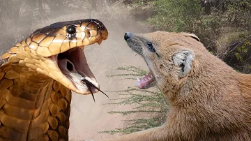 Why Mongoose is Immune to Snake Venom | Mongoose Vs King Cobra Fight | Animals Immune to Snake Venom