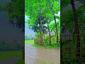 Nature's Peace: A Rainy Day in the Village 🌧️✨