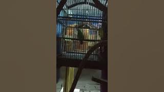Cucak Cungkok Betina 