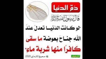 لو كانت الدنيا تعدل عند الله جناح بعوضة.. #رسول_الله ﷺ #islam #إسلام #أذكار #quran #foryou #foryou