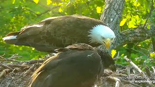 #18 Eagle Nest | DN12 back into the nest! ~ 06-13-2020