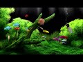 Calming aquarium fish tank for focus and relaxation  only water sounds  5 hours  great for sleep