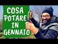 COSA POTARE a GENNAIO: le potature da fare adesso