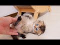 A kitten who misbehaves and is forcibly taken away is cute.
