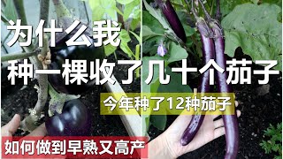 种茄子怎样才能早熟又高产How to grow lots of eggplants