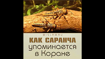 Как саранча упоминается в Коране