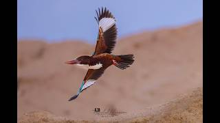 WHITE THROATED KINGFISHER CALLING SOUND | മീൻകൊത്തിച്ചാത്തൻ