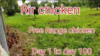 Rir Chicken From Day 1 To Day 100