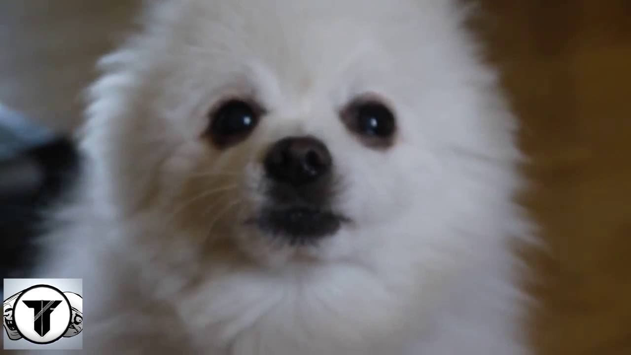 YTPMV| Disney Hercules - Zero To Hero (Gabe The Dog Remix) - YouTube