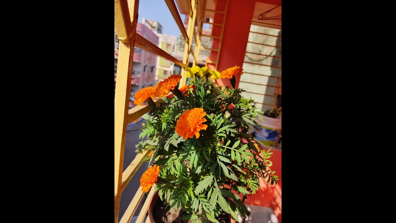 how-to-decorate-balcony-garden-flat-balcony-garden