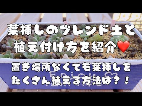 多肉植物 葉挿しのブレンド土と植え付け方を紹介 Youtube