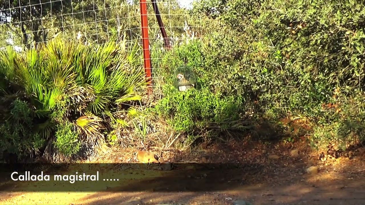 CORTIJERO, Cada día me gusta más !!! 28-02-2022