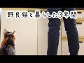 【総集編】三年前、ひとり暮らしで野良猫を保護したら人生変わった