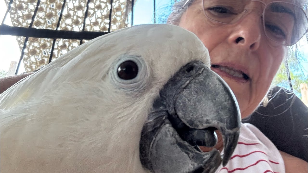 From Emergency Care to Gut Support: Prolapsed Cloaca in Parrots, What You Can Do Right Now | #parrot