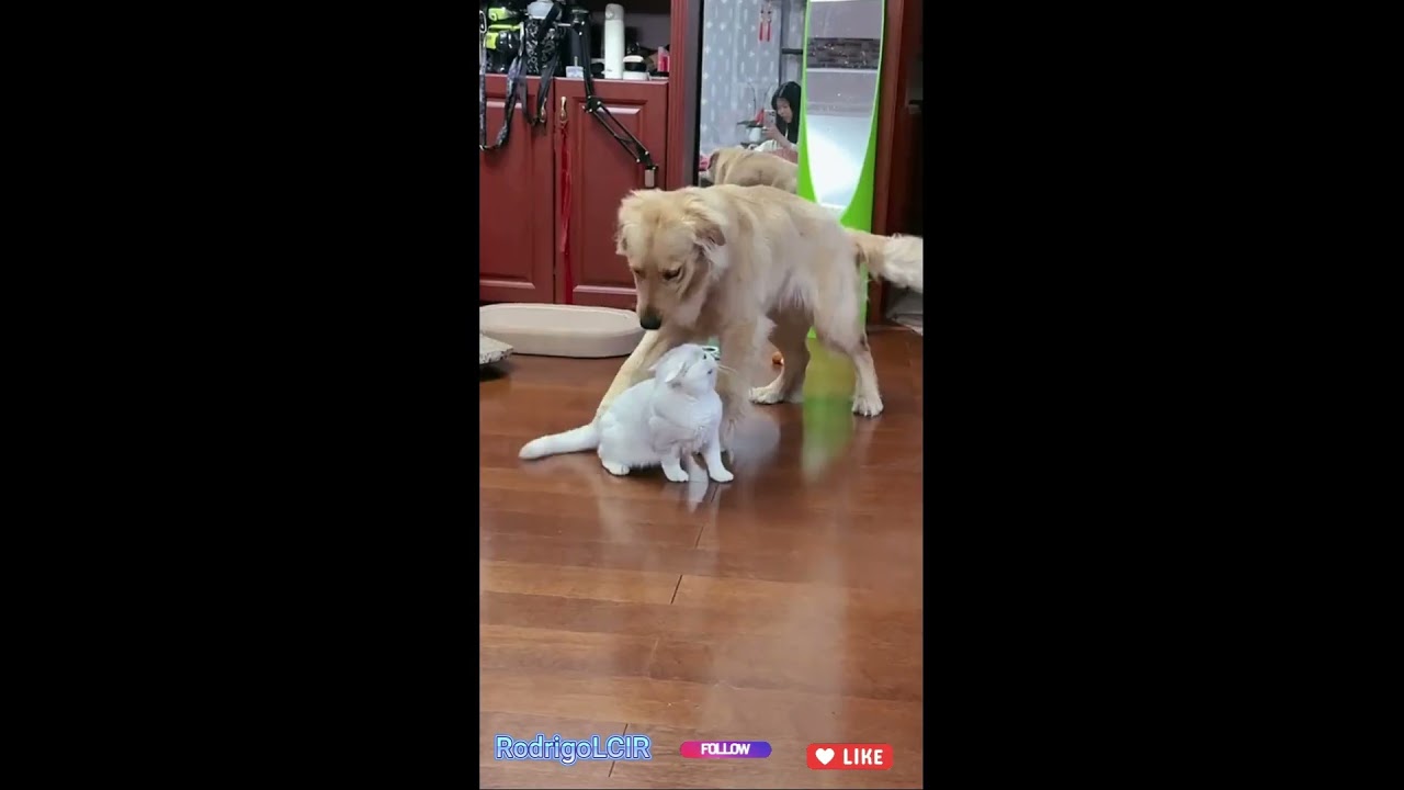 My dog watching TV like it’s a live event 📺🐶