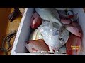 RARE VIEW OF FISHING CONTINUOUSLY / தொடர்ச்சியாக  மீன்களை பிடிக்கும் அரிய வீடியோ
