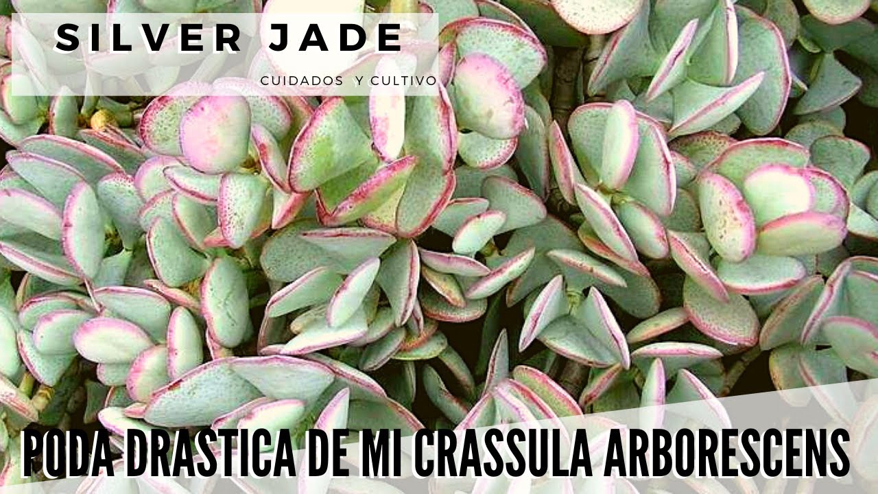 Crassula arborescens: poda drástica y tips de cuidados