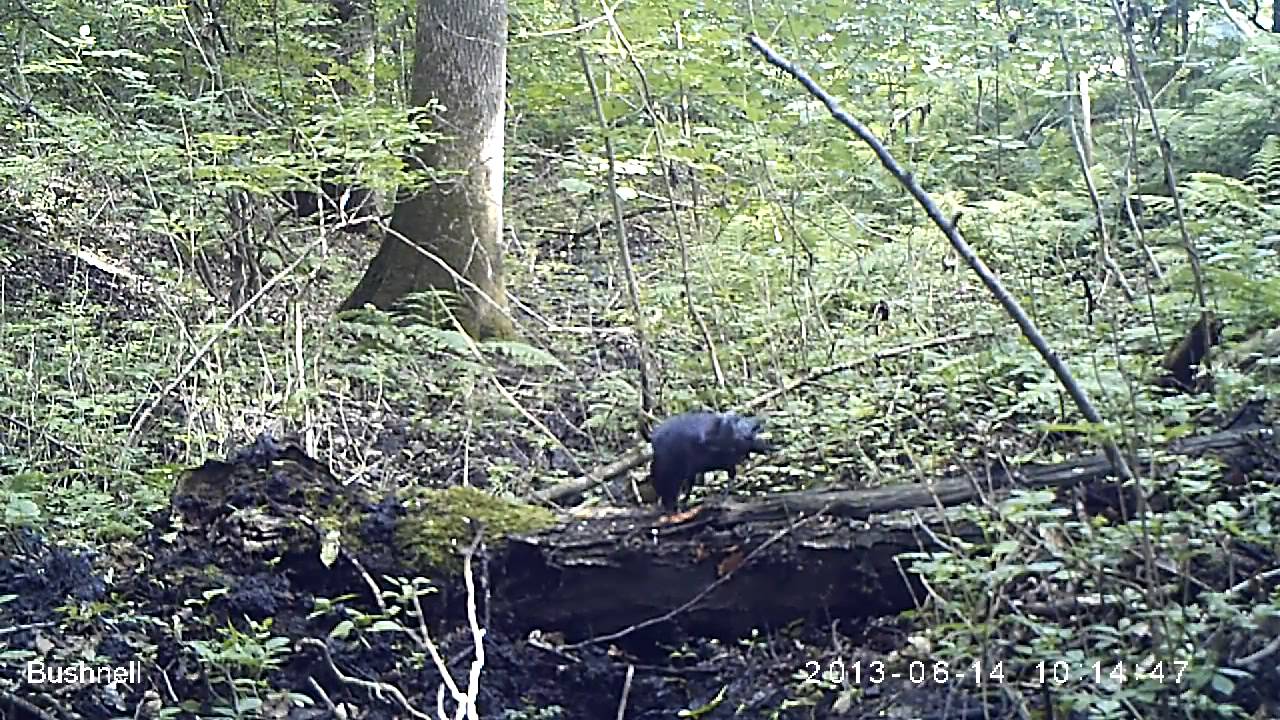 Carrion Crow using a twig as a tool to scoop up peanutbutter