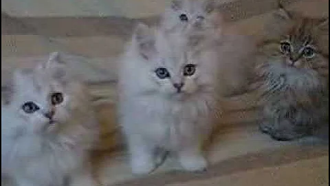 Video 2808261: golden shaded british longhair, chatons british