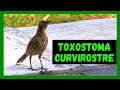 Cuitlacoche piquicurvo (Toxostoma curvirostre) | Cuicacoche | Aves