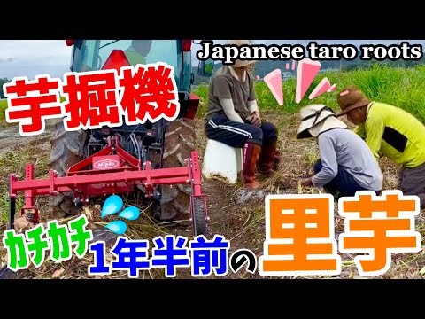 JapaneseAgriculture】🌱芋掘り機で1年半前の里芋掘ったら硬すぎた
