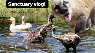 Sanctuary vlog!