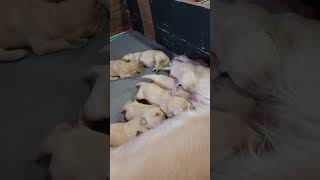 Golden puppies two weeks old...awww