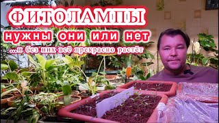 видео: Свет   нужен он растениям или нет картинка: Свет   нужен он растениям или нет