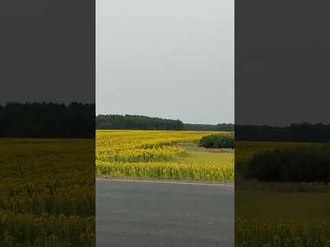Бескрайние поля подсолнуха