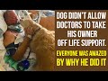 Dog didn’t allow doctors to take his owner off life support. Everyone was amazed by why he did it