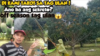 WALANG HUMPAY NA ULAN PERO LABAN PARIN. OFF SEASON NA PAG PA BULAKLAK NG MANGA\/ GHA AGRI TV