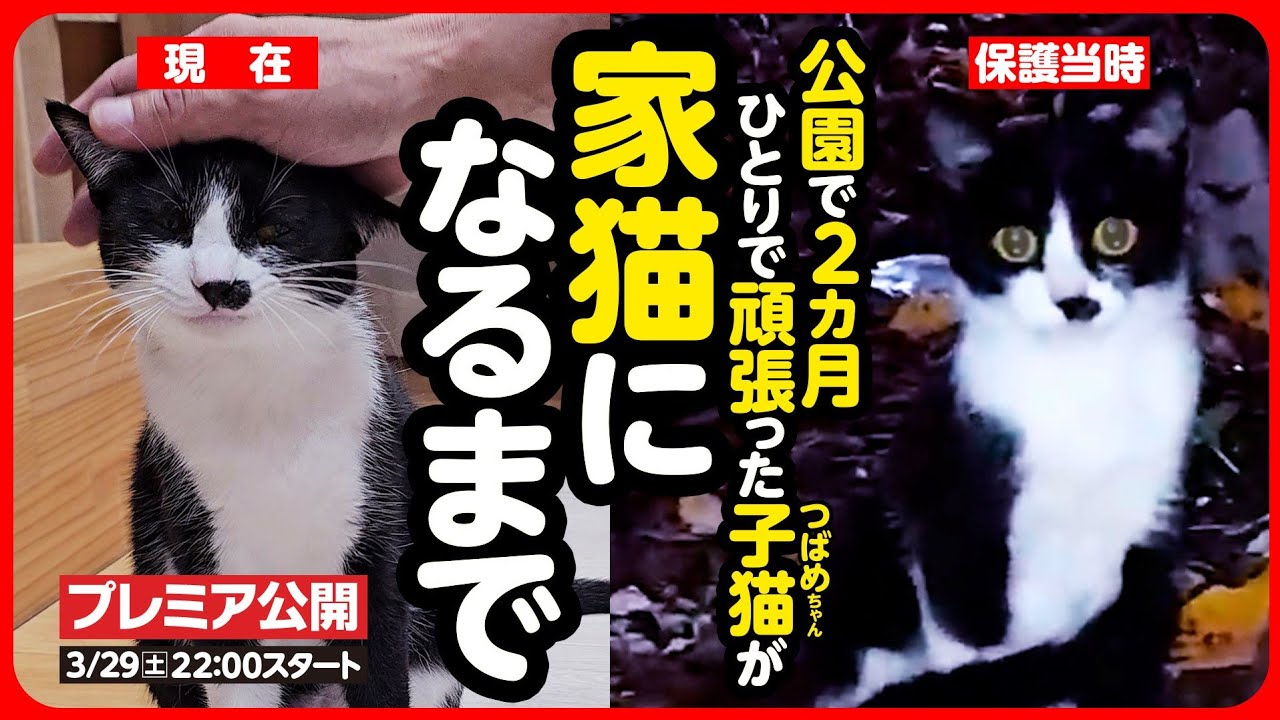 【感動】公園に捨てられた子猫がしあわせな家猫になるまで【まとめ】