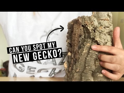 Видео: Gecko Bytes: Грижа за Gecko