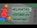Helminths: Cestodes and Trematodes (transmission, clinical importance, and treatment)
