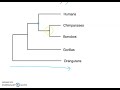 Unraveling Phylogenetic Trees: Understanding Species Relationships Through Time