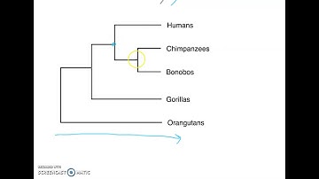 Phylogenetic Tree Basics