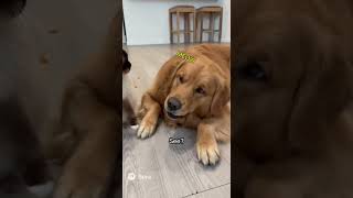 Cat Yells at Owner and Blames Dog After Knocking Over   the Cat Food 😼🐶 #cutepets #kitten