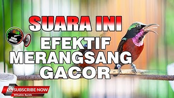 TERAPI KONIN AGAR IKUT DAN CEPAT GACOR !! COCOK BUAT PANCINGAN - SUARA KOLIBRI NINJA PASTOL ANAKAN