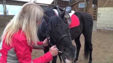 Enlightened Dressage - Muriel Chestnut - Flexion of the Jaw and Neck Extensions
