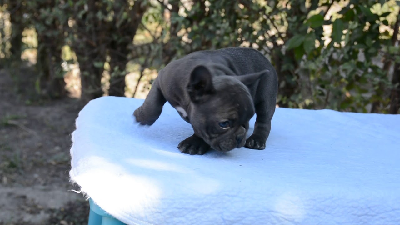 Blue Cheese the French Bulldog puppy for sale by Euro ...