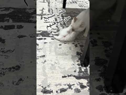 ميتشيعش منهم عشقالطبيعه   قطط    ترند 