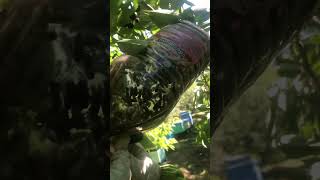 Заселяю рой по методу Адвоката Егорова . #beekeeper #адвокатегоров #bee #beekeeping #honey